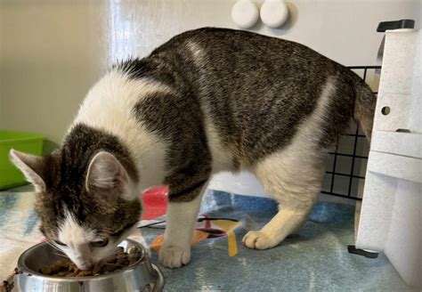 Naomi Fundkatze Aus Neuenbrunslar Tierheim Beuern