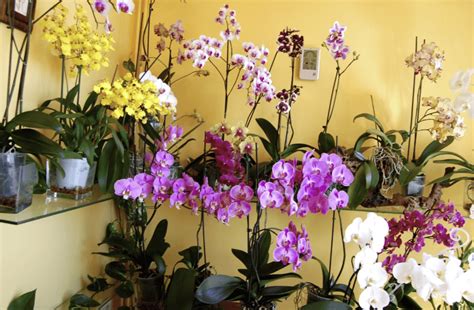 Consejos para el cuidado de Orquídeas de Interior Jardineria Domenech