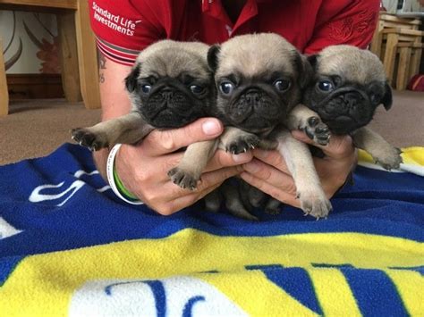 Pug Puppies For Sale St Louis Mo 218340 Petzlover