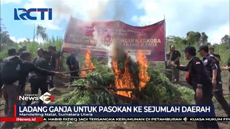 Petugas Musnahkan Ladang Ganja Seluas 5 Hektar Di Sumut SIP 11 12