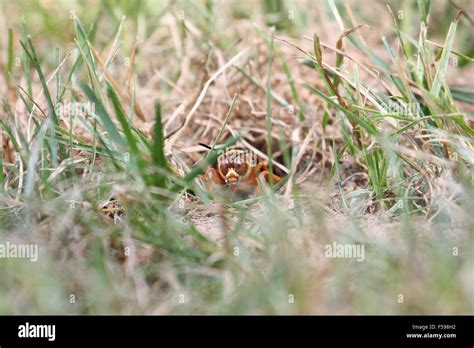 Cicada Killer Wasp Hi Res Stock Photography And Images Alamy