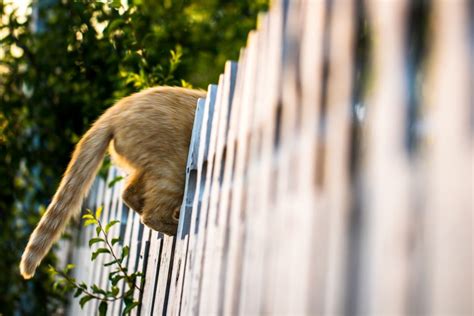 Why Cats Like To Climb