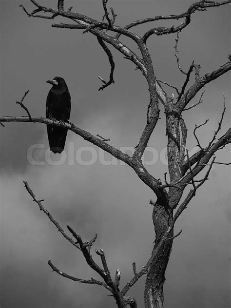 Schwarzer Rabe Sitzt Auf Trockenen Baum Stock Bild Colourbox