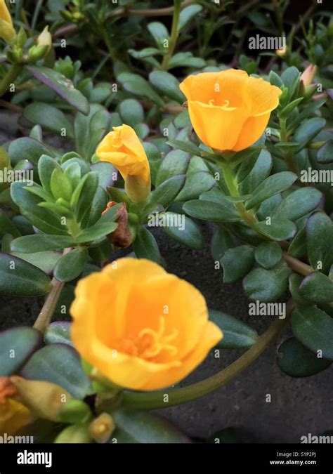 Glowing Rio Yellow Purslane Or Portulaca Oleracea Bloom In A Garden