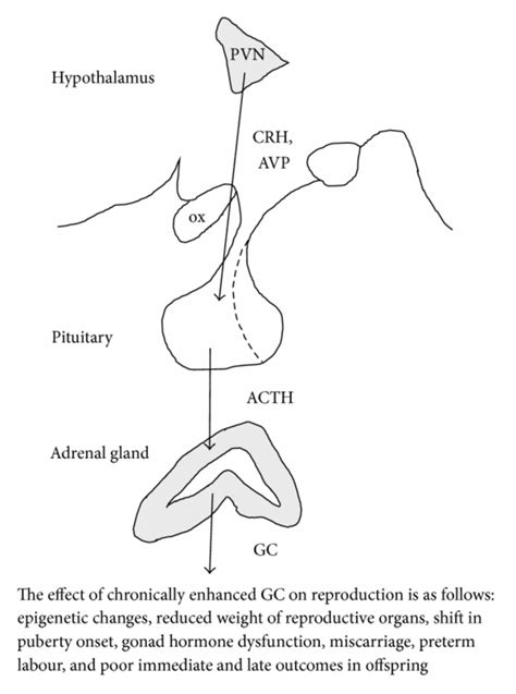 The Stress Axis The Activation Of The Download Scientific Diagram