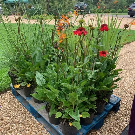 Quelles Fleurs Planter En Juillet En Pleine Terre Ou En Pots Pour Parer