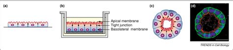 Figure 1 From Epithelial Polarity And Tubulogenesis In Vitro Semantic Scholar