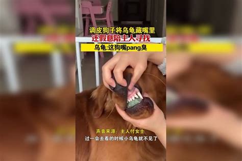 河南郑州调皮狗子将乌龟藏嘴里，还假意陪主人寻找，乌龟这狗嘴pang臭乌龟pang假意