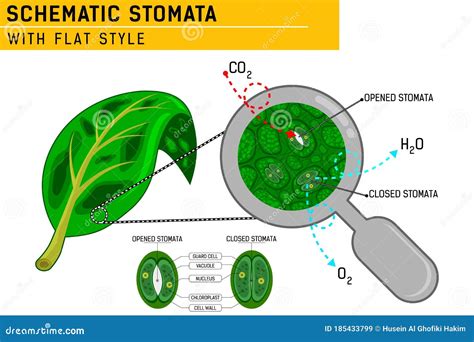 Guard Cells Of Stoma Cartoon Vector | CartoonDealer.com #124942389