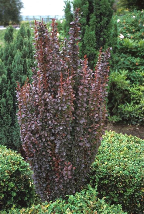 Berberis Thunbergii Helmond Pillar Japanese Barberry Siteone