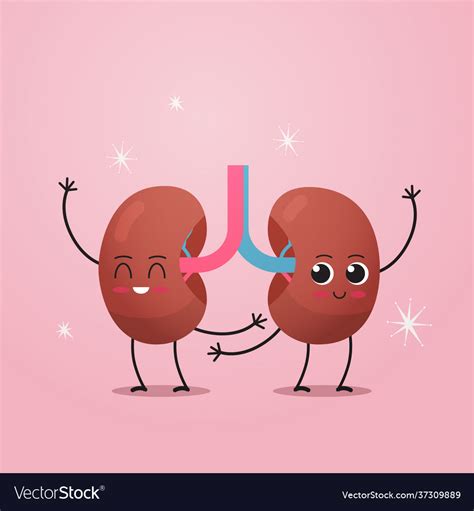 Funny Kidneys Characters Cute Human Internal Organ