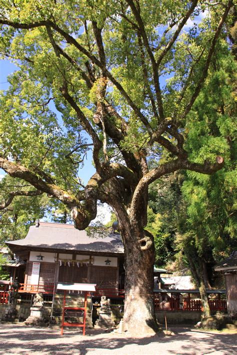 和歌山県内の巨樹・古木を訪ねて。