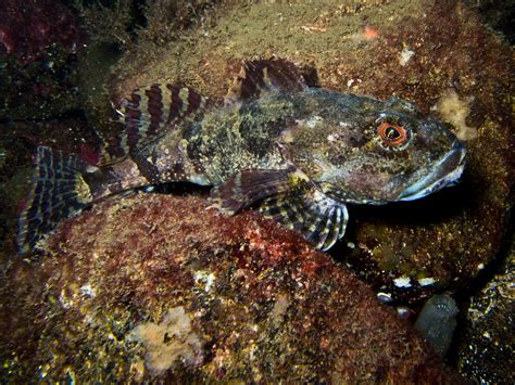 Shorthorn Sculpin Myoxocephalus Scorpius Having A Bad Da Flickr