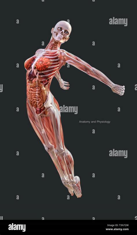 Female Human Skeleton