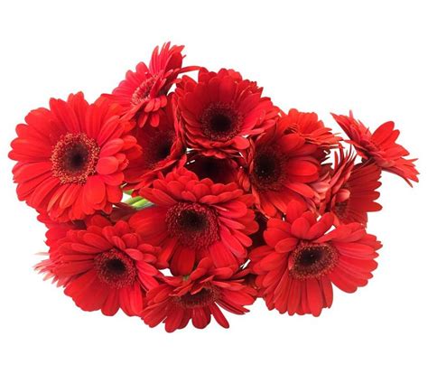 10 Mini Gerbera Rot Bezahlbare Blumen De Bezahlbare Blumen De