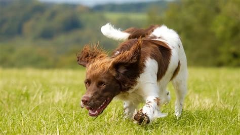 Maintaining Joint Health In Cocker Spaniels Exercise And