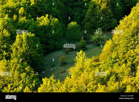 Woods of Abruzzo National Park, Abruzzo, Italy Stock Photo - Alamy