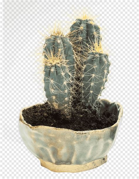 Prickly Pear Cactaceae Cactus Cactaceae Cactus Png PNGEgg