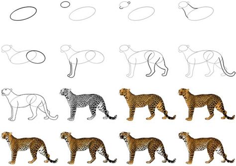 How To Draw A Leopard Easy Big Cat Drawing Guide