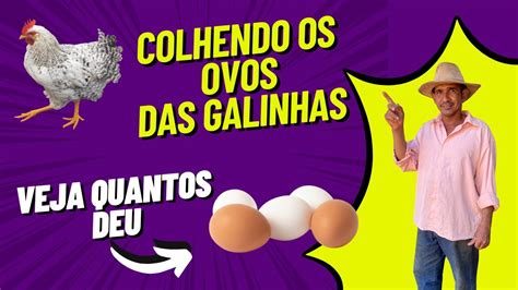 COLHENDO OS OVOS DAS GALINHAS VEJA QUANTOS DEU YouTube