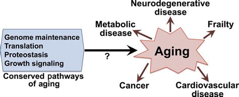 Genetic Evidence For Common Pathways In Human Age‐related Diseases