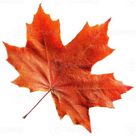 AI generated Autumn maple leaf isolated on transparent background ...