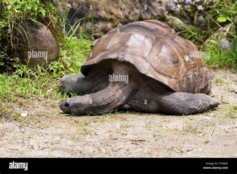 Aldabra Giant Tortoise in natural habitat,Geochelone gigantea Stock Photo - Alamy