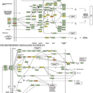 Mapk Signaling Pathway And Neurotrophin Signaling Pathway Maps The