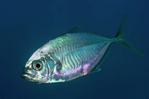 Trevally Fish Photograph by Louise Murray - Pixels