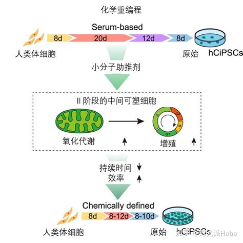 细胞重编程最新进展！返老还童终成真？cell子刊：北京大学邓宏魁团队教你如何用化学“操纵细胞命运” 知乎