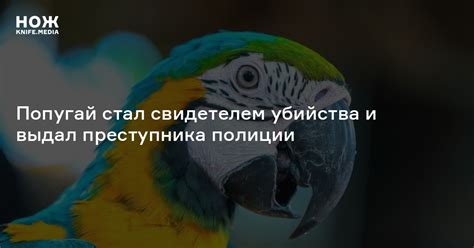 Попугай стал свидетелем убийства и выдал преступника полиции — Нож