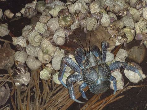 A Robber Crab Birgus Latro Fighting Over A Coconut Against A Herd Of