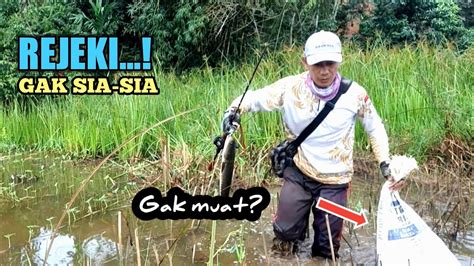 REJEKI Mancing Ikan Gabus Di Spot Rawa Setelah Hujan Waktu Tepat