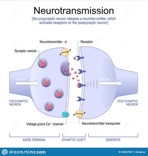 Synapse Structure. Neurotransmitter, Synaptic Vesicles And Synaptic Cleft Cartoon Vector ...