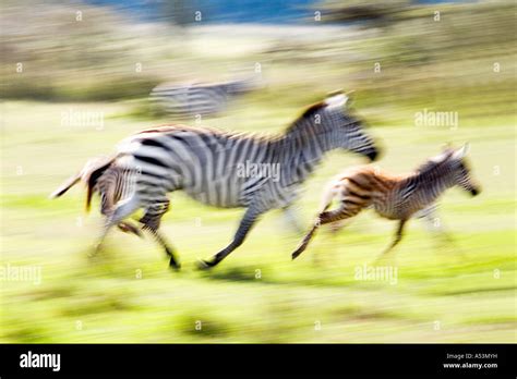 Zebra Foals Hi Res Stock Photography And Images Alamy