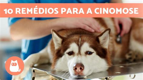 Rem Dios Caseiros Para A Cinomose Em Cachorros Youtube