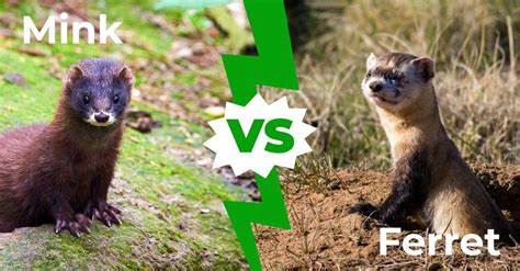 Mink Vs. Ferret - The Petster