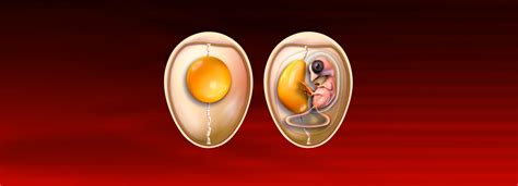 Classification Of Non Hatching Eggs From Breeder Flocks