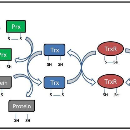 Mechanism Of Action Of The Thioredoxin Trx Redox System Reduced Trx