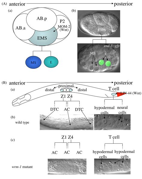 Asymmetric Cell Division Regulated By The Wnt Catenin Asymmetry