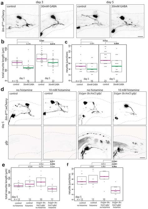 Neurexin Controls Plasticity Of A Mature Sexually Dimorphic Neuron Abstract Europe PMC