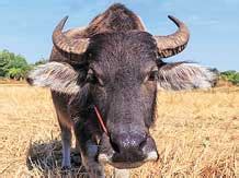 India Buffalo Meat Exports Rise Despite BJP Government