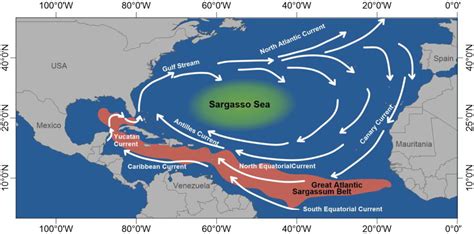 En la mayoría de los casos continuar Necesario sargassum map sagrado ...