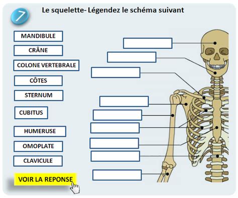 QCM CONCOURS GRATUITS Schéma à légender n7 le squelette