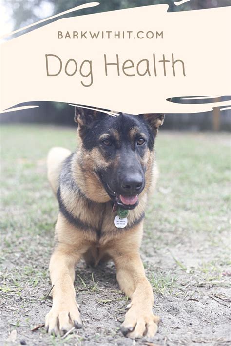 Pin de Rae | Kai's Canine Creative | en Dog Health