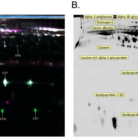 2d Dige Analysis Of The Protein Spots Were Differentially Expressed Download Scientific Diagram