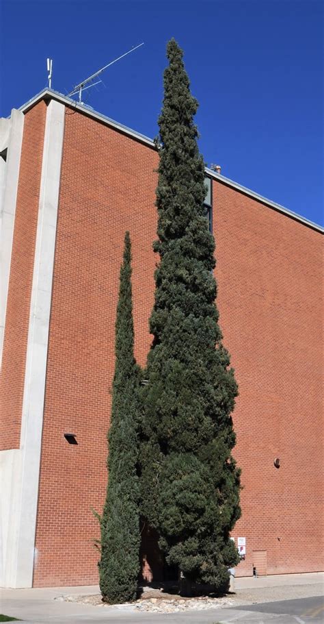 Columnar Italian Cypress Cupressus Sempervirens Stricta Flickr