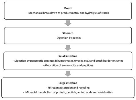 Schematic Overview Of The Key Steps Of Protein Digestion And Absorption Download Scientific