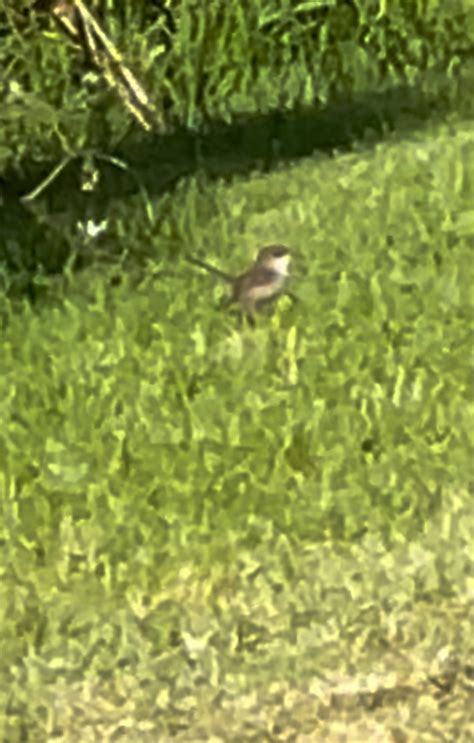 Superb Fairywren From Healesville Koo Wee Rup Rd Koo Wee Rup Vic Au