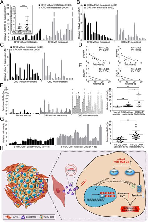 The Expression Of Mir A P Correlates Negatively With Fbxw And Moap